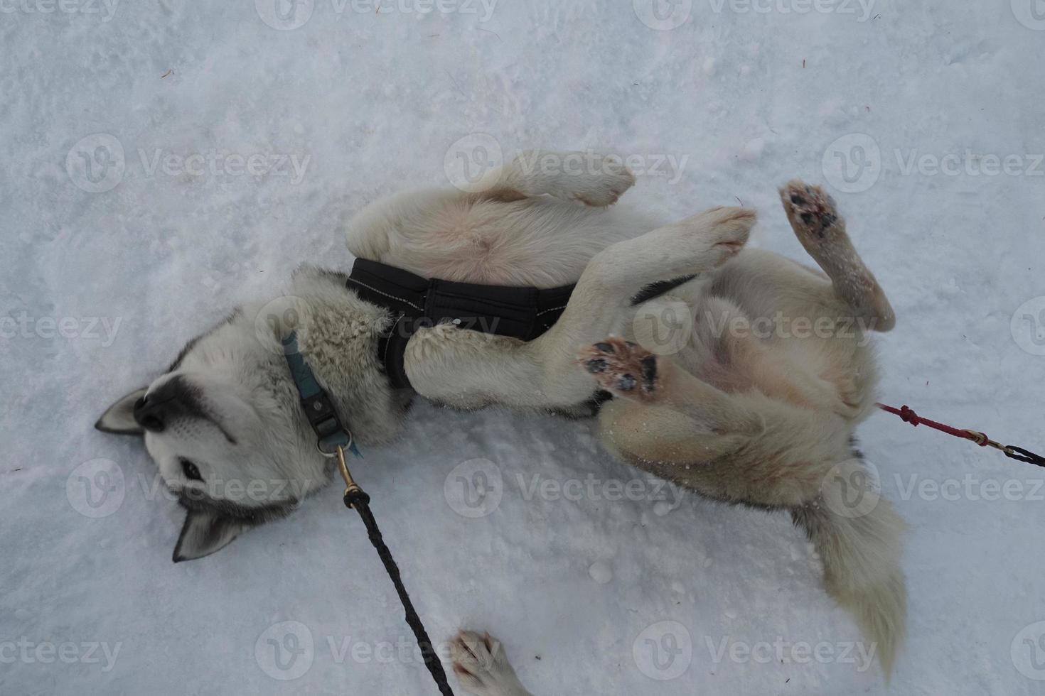 kälke hund hes porträtt i snöig bergen ser på du foto