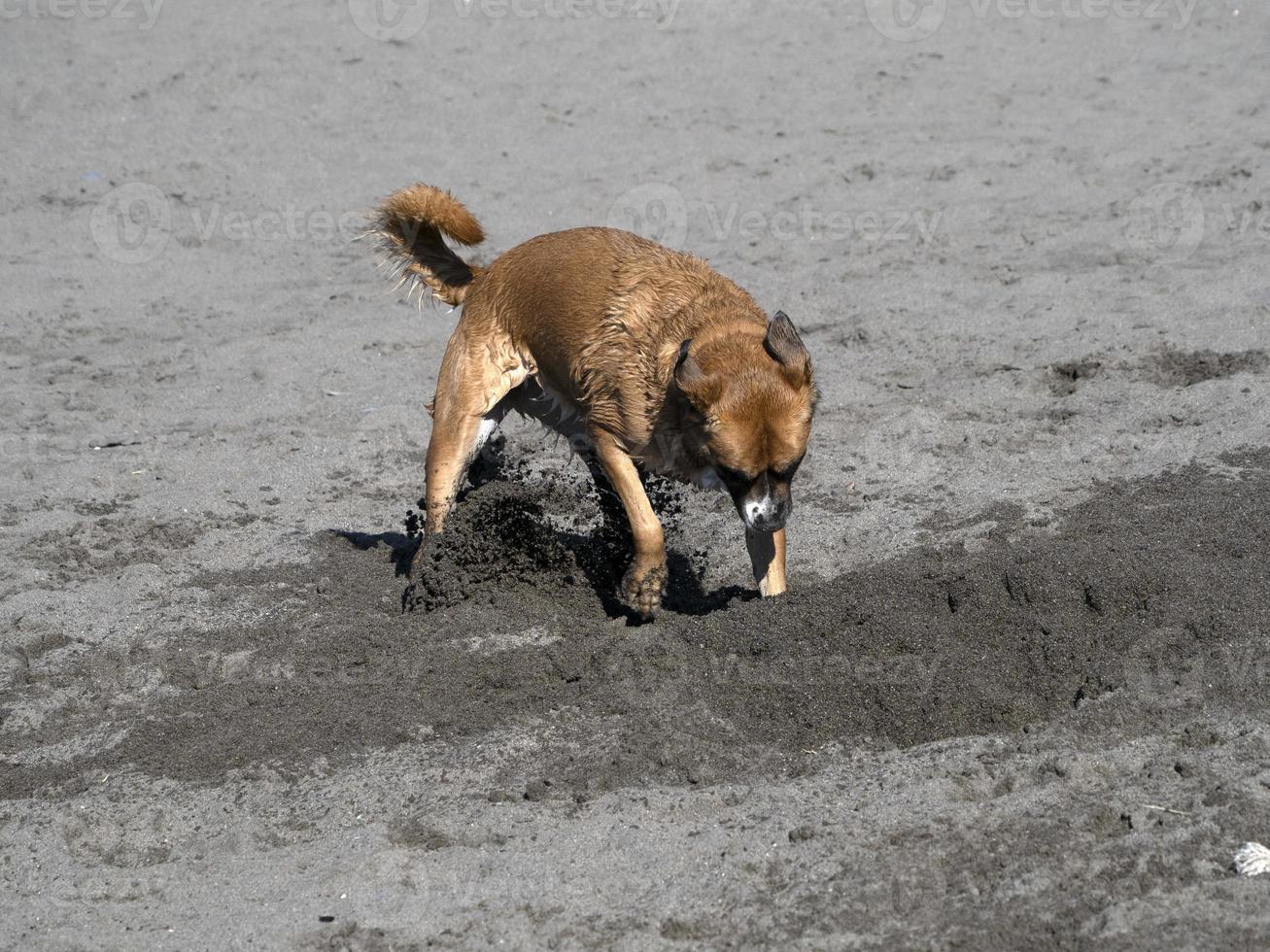 Lycklig hund cockerspaniel spaniel spelar på de strand foto