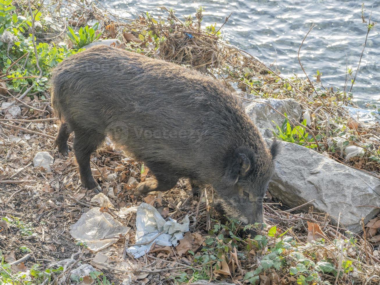 svin feber vild vildsvin i genua stad bisagno flod urban vilda djur och växter ser för mat i sopor foto