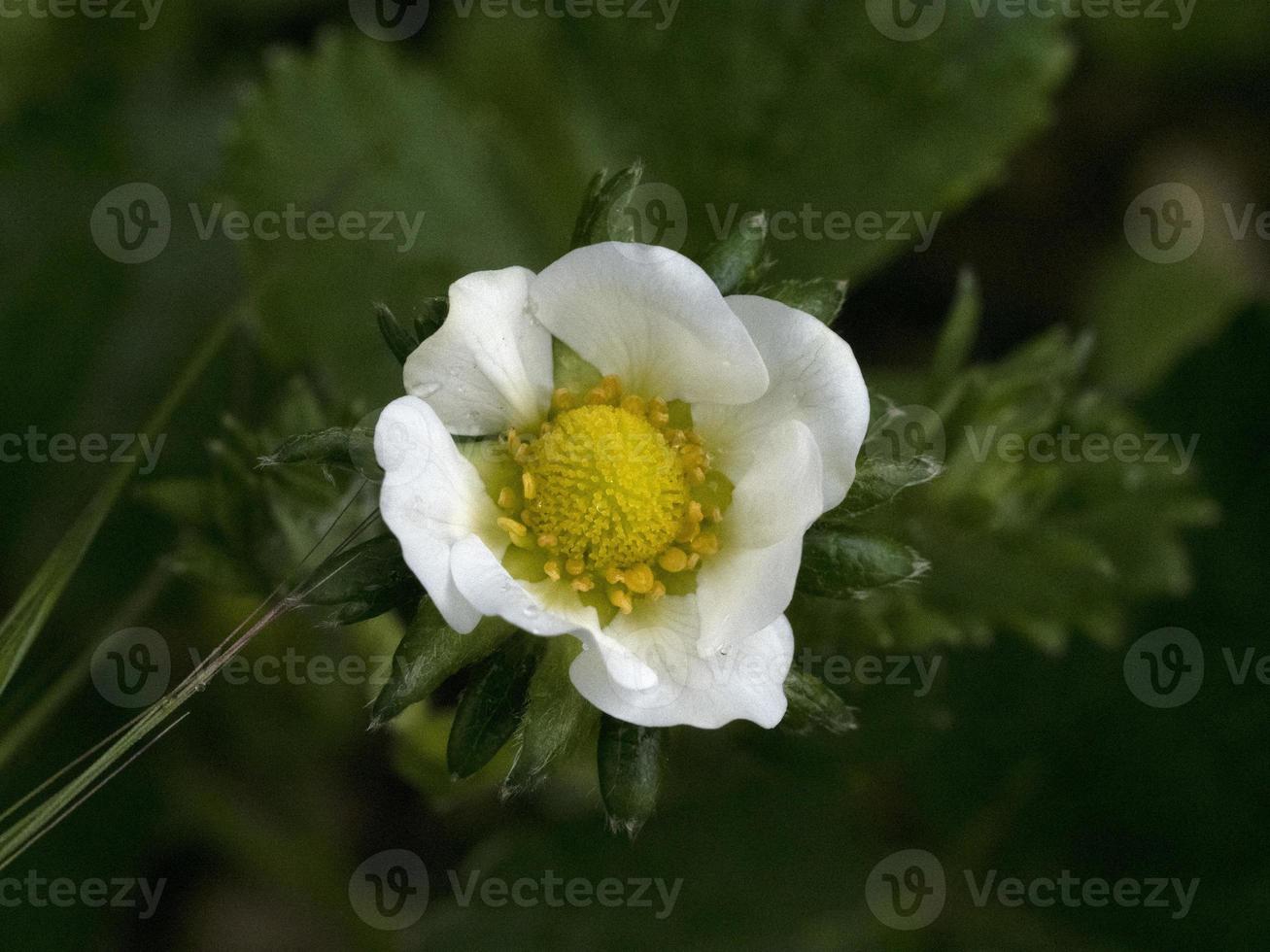 jordgubb blomma stänga upp makro foto