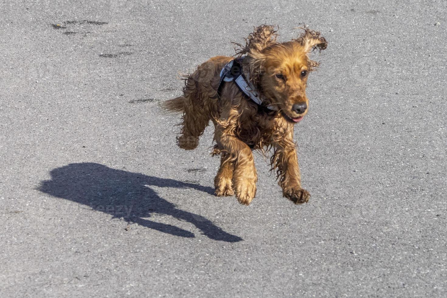 valp ung hund engelsk cockerspaniel spaniel medan löpning foto