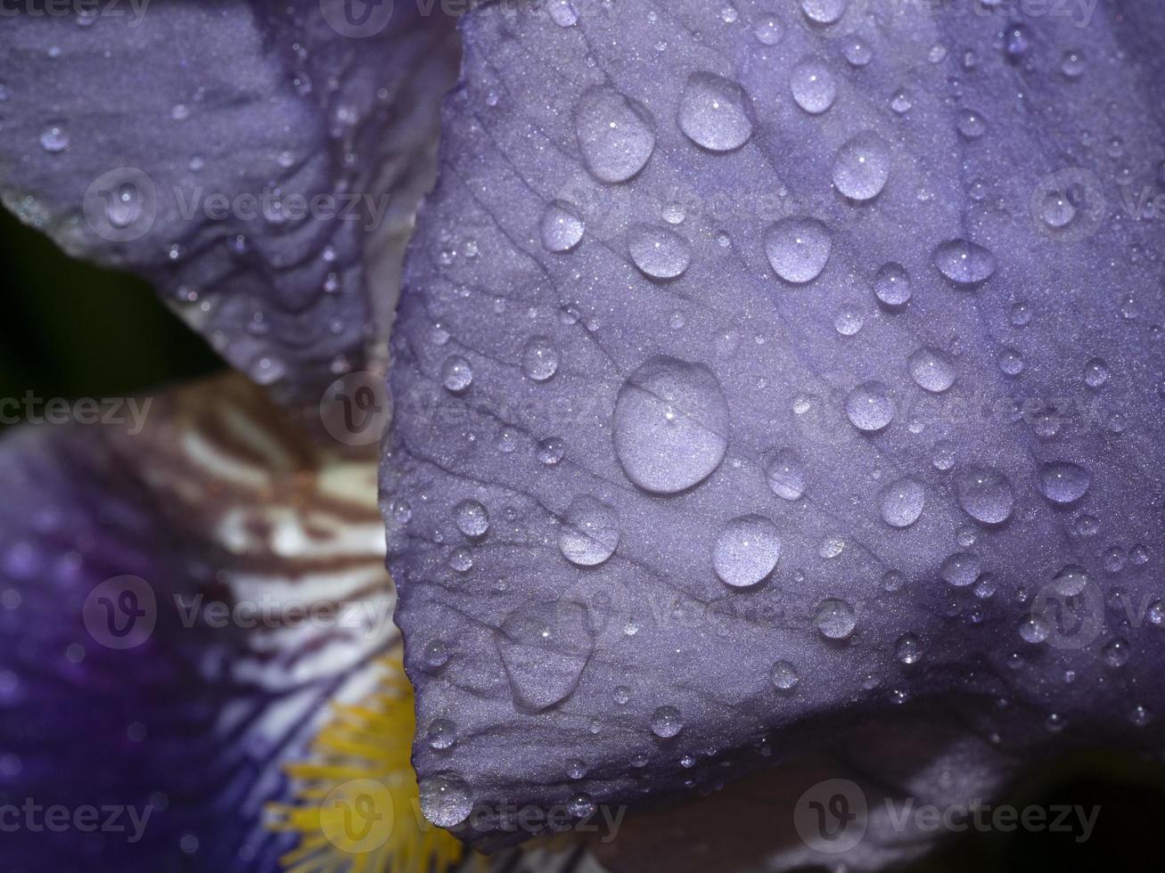 iris blomma efter de regn stänga upp makro foto