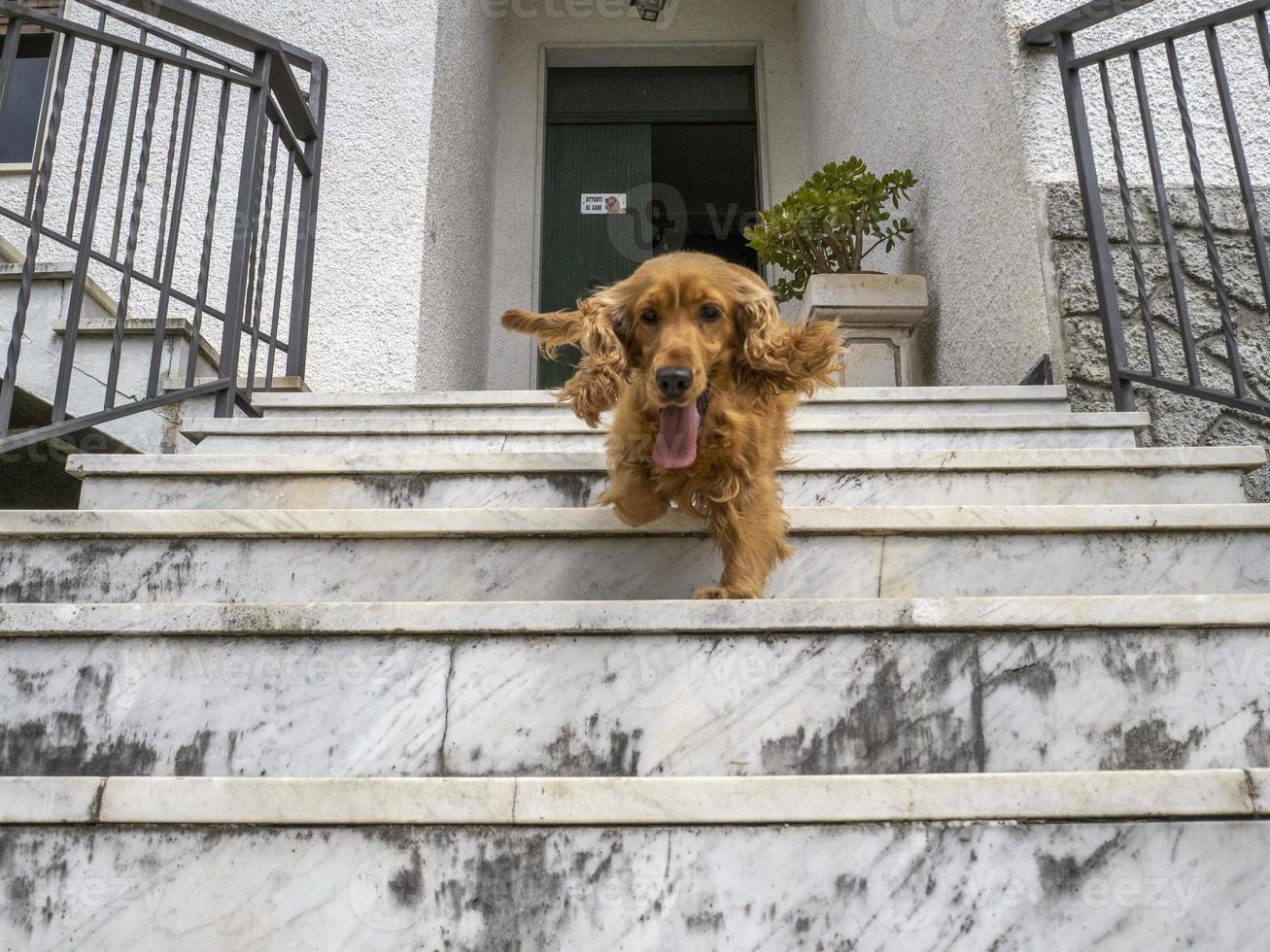 cockerspaniel spaniel löpning till du från trappa foto