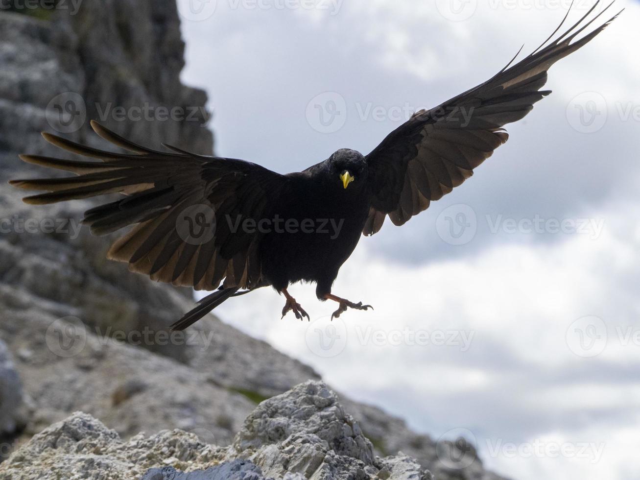 kraxande svart fågel i dolomiter bergen foto