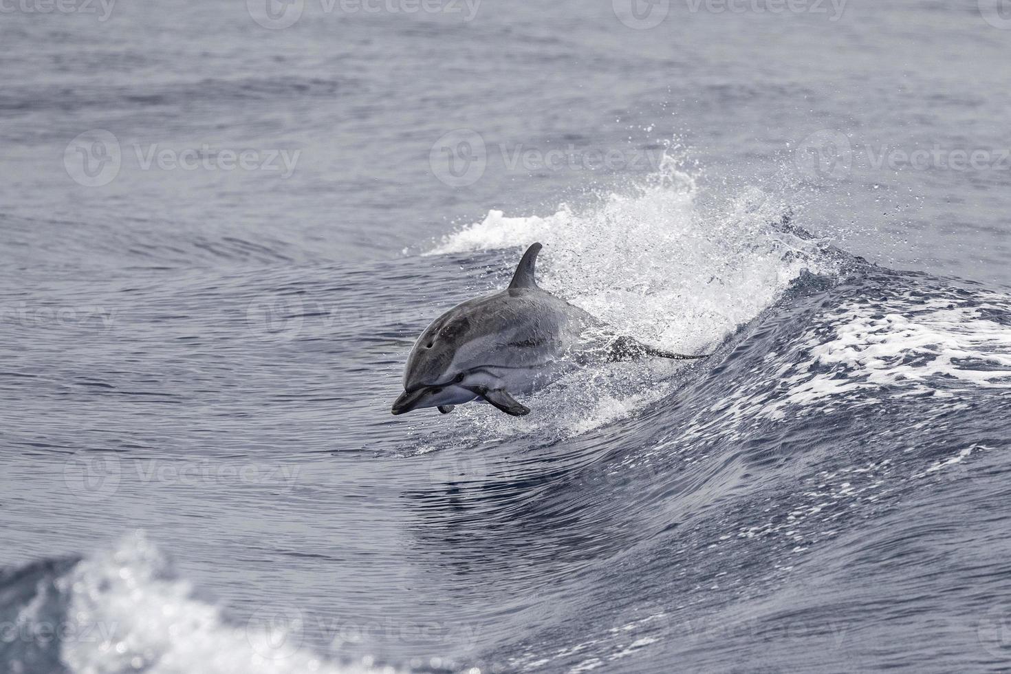 randig delfin medan Hoppar i de djup blå hav foto