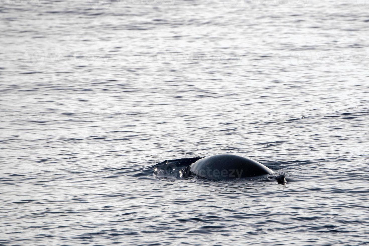 mor och bebis kalv cuvier gås näbbade val delfin ziphius cavirostris foto