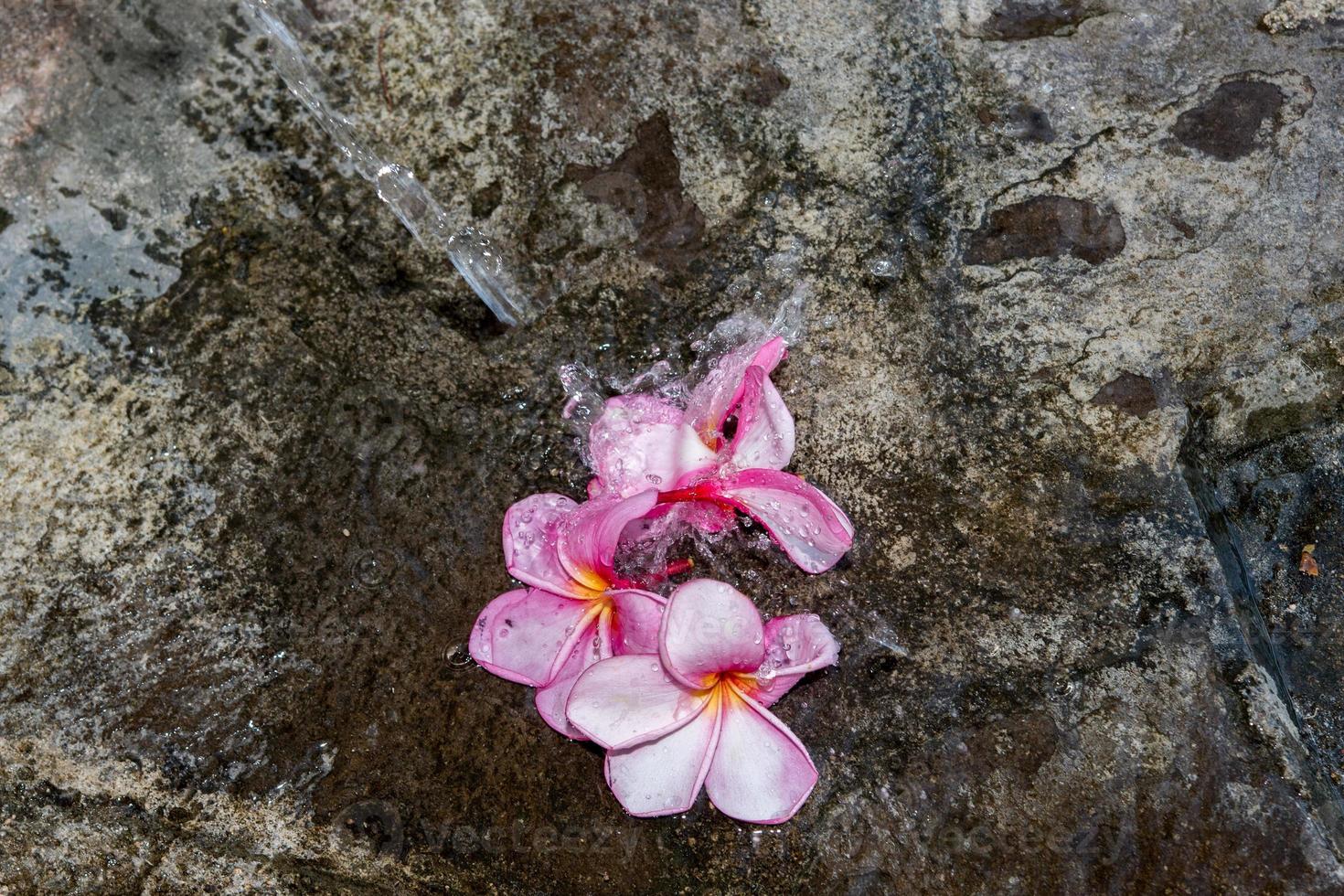 spa blommor kronblad stänga upp detalj isolerat foto