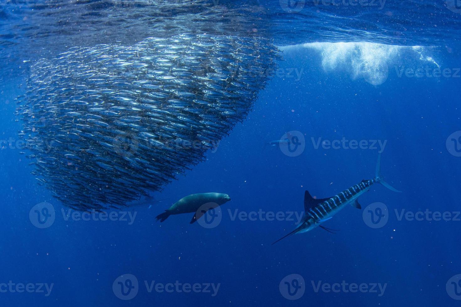 randig Svärdfisk och hav lejon jakt i sardin bete boll i pacific hav foto