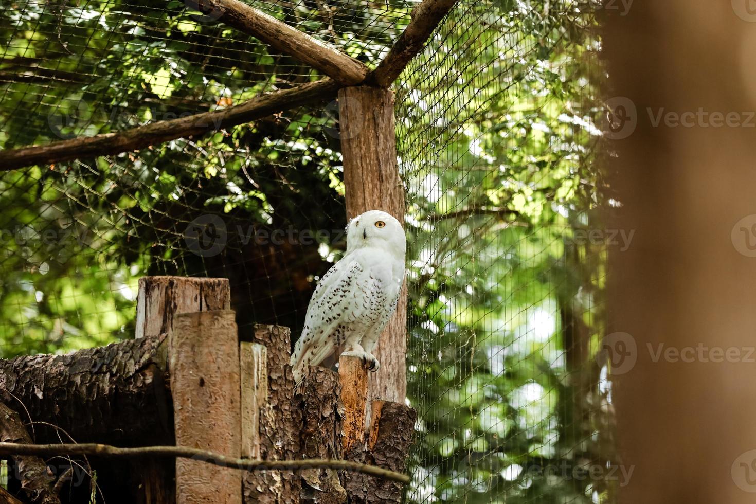 kattugglan är den vanligaste av sina arter och finns över hela världen. hogle zoo. uggla i djurparken foto