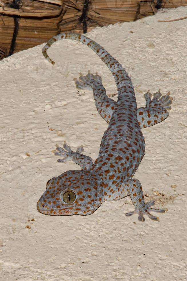 röd fick syn på gecko porträtt stänga upp makro foto