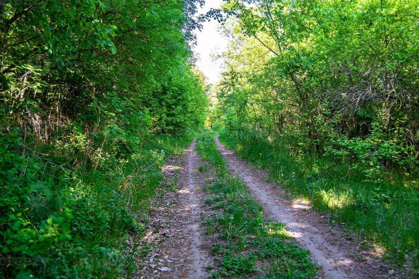 fotografi på tema skön gångstig i vild lövverk skog foto