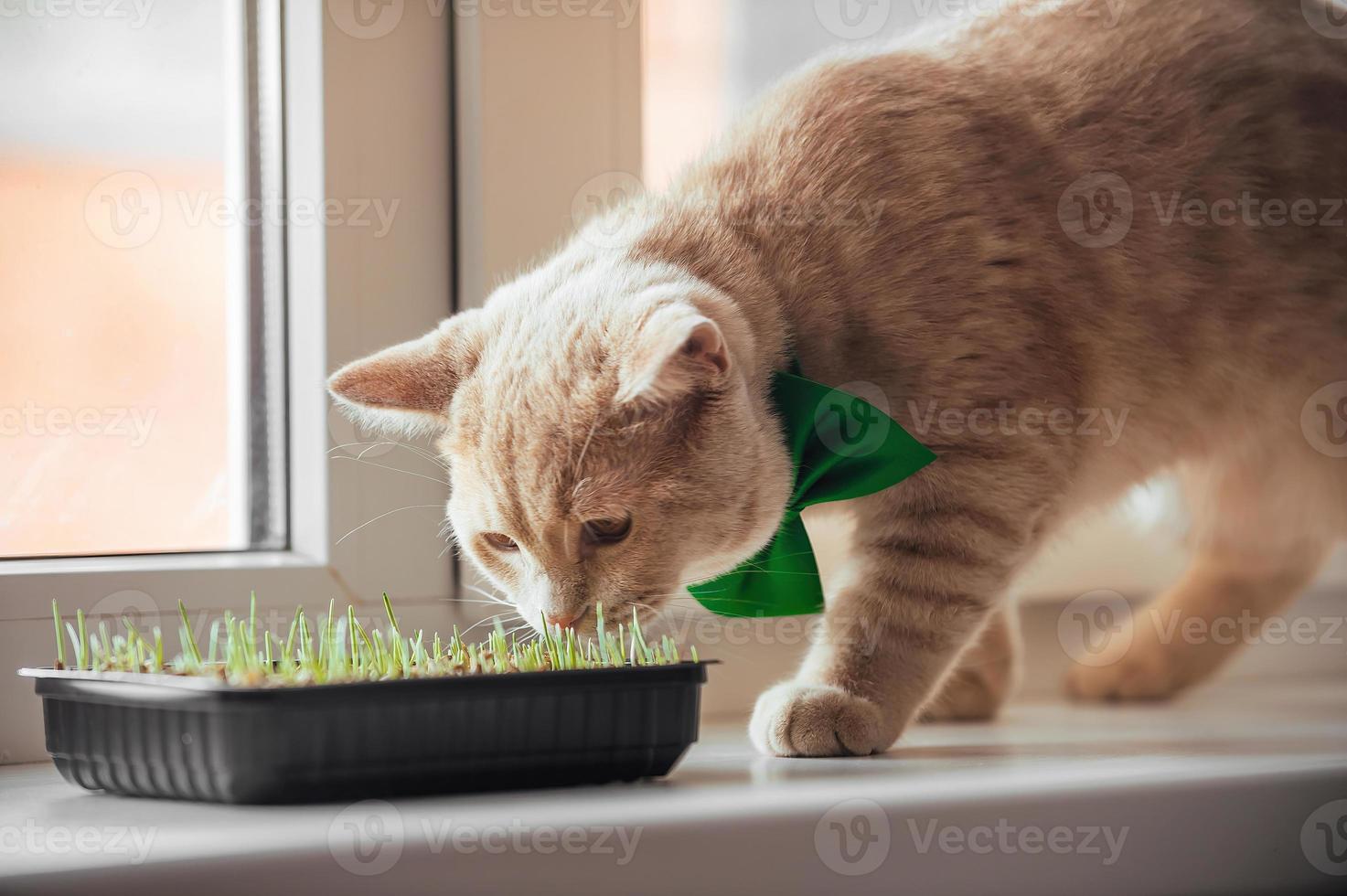 en skön persika katt med en grön fjäril runt om hans nacke på de fönster nära de grodd gräs för djur, sniffar den med intressera. vår Semester st. Patricks dag och husdjur foto