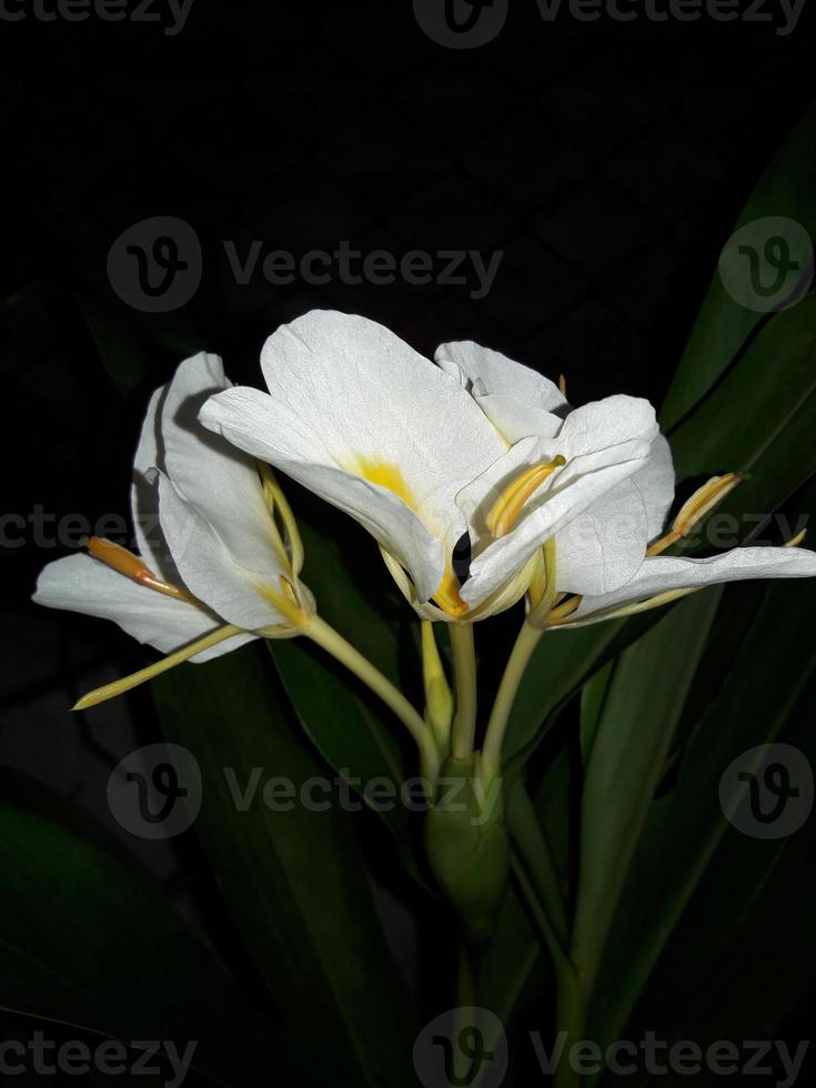 skön krans lilja blommor. hedychium koronarium foto