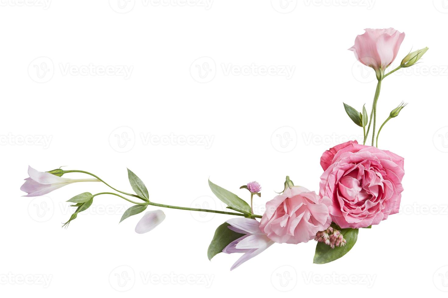 2973 rosa blommor isolerat på en transparent bakgrund foto