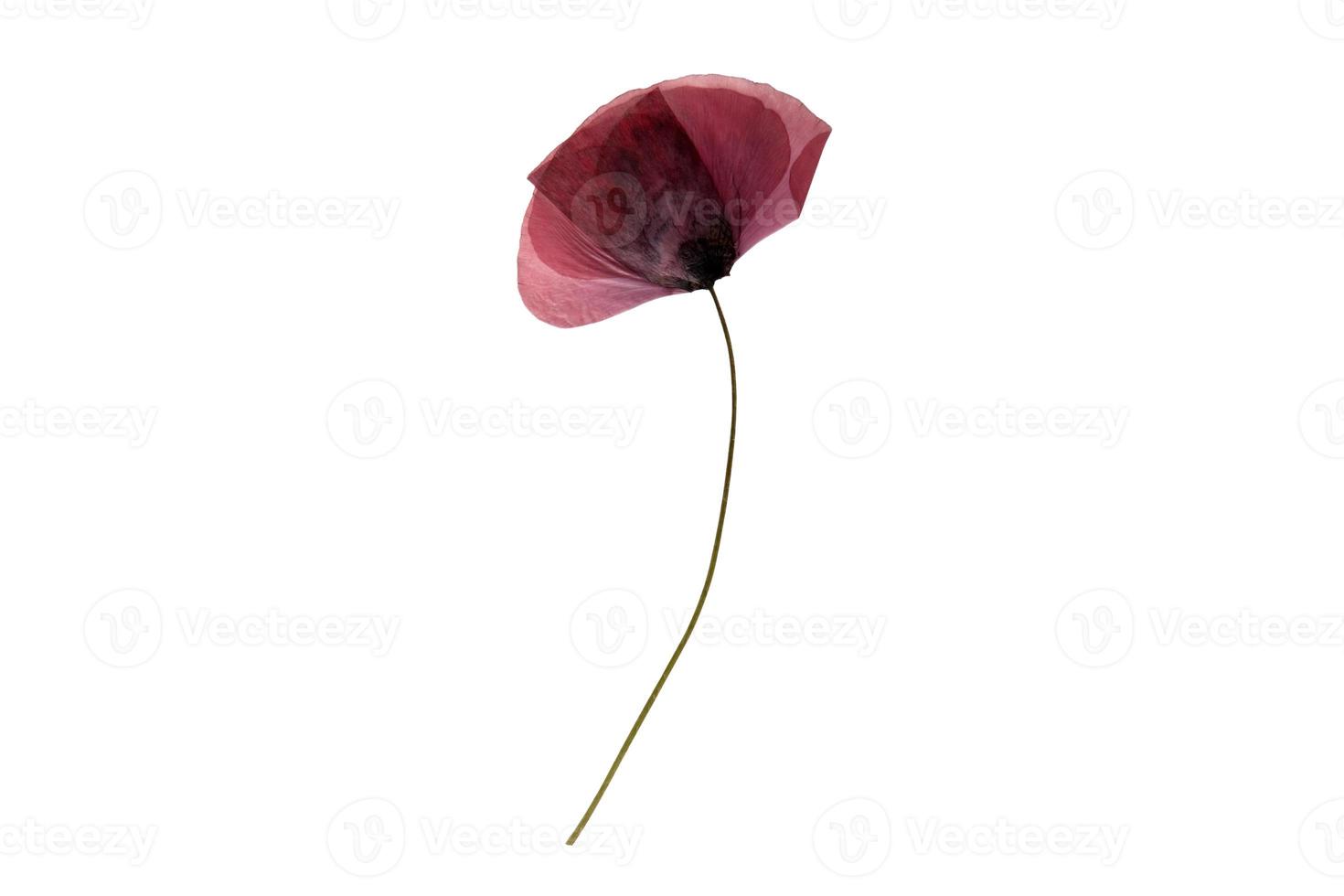 1504 röd torkades blomma isolerat på en transparent bakgrund foto