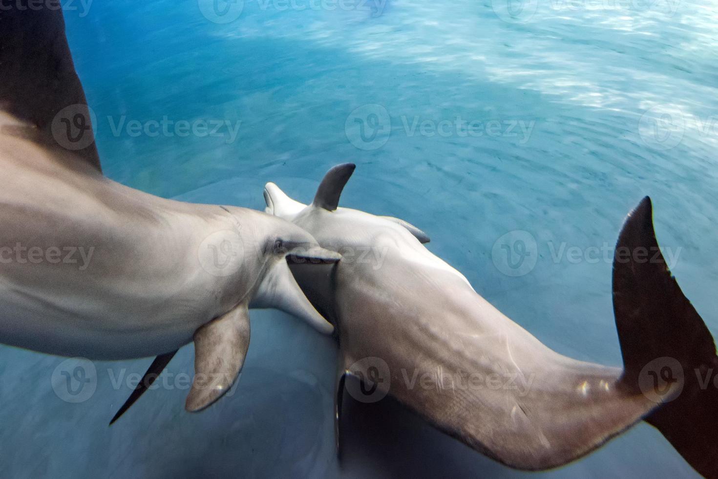 delfin spelar i de vatten foto