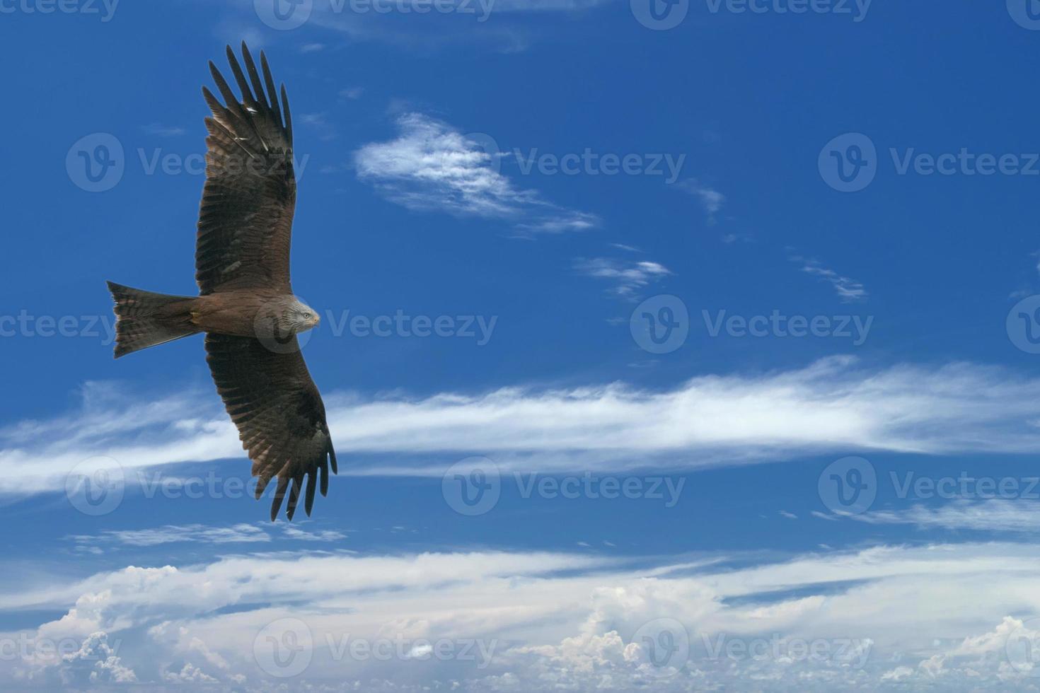 Örn flygande på blå himmel bakgrund foto