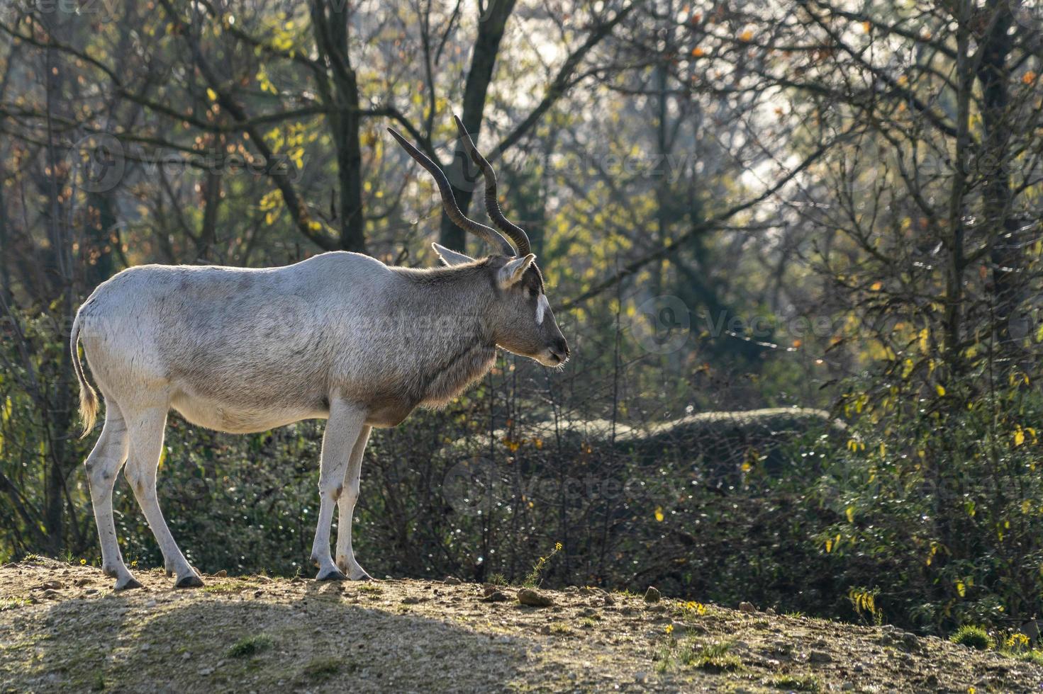 addax stänga upp porträtt foto