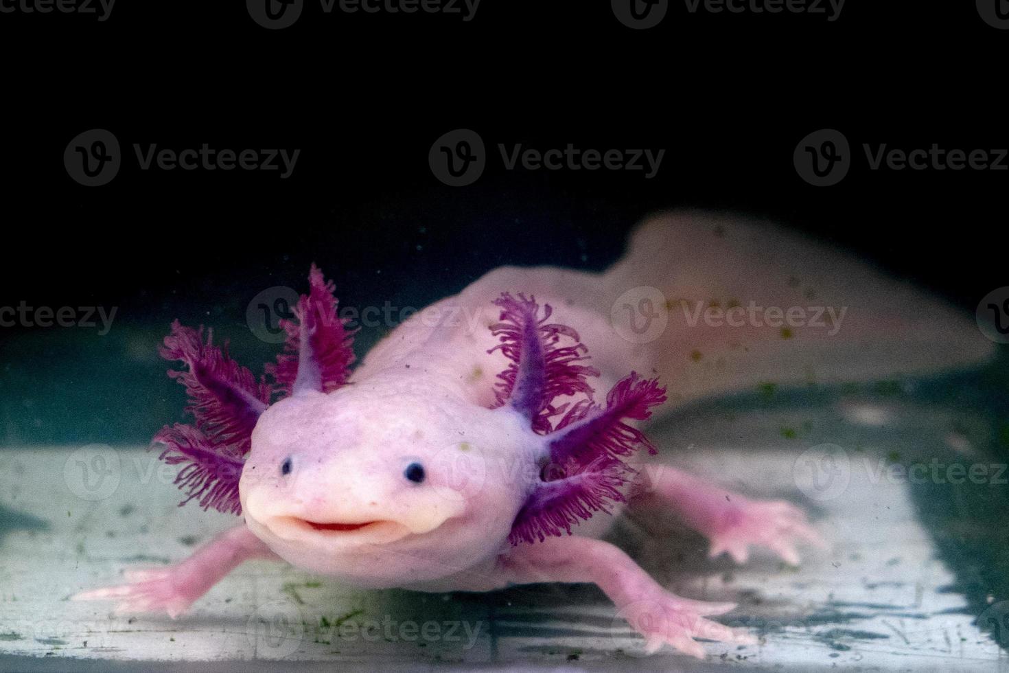 axolotl mexikansk salamander porträtt under vattnet foto