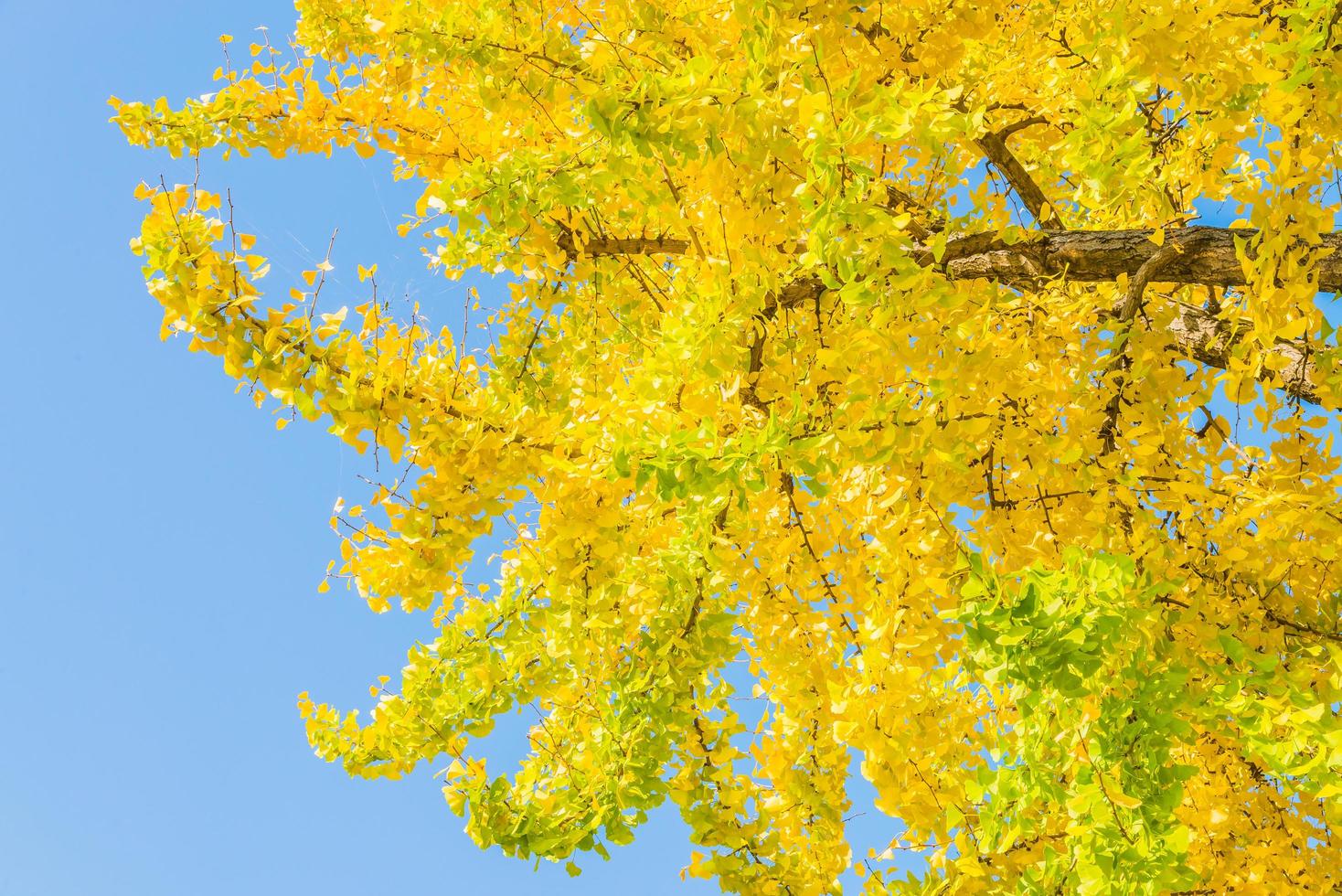 ginkgoträd i japan foto