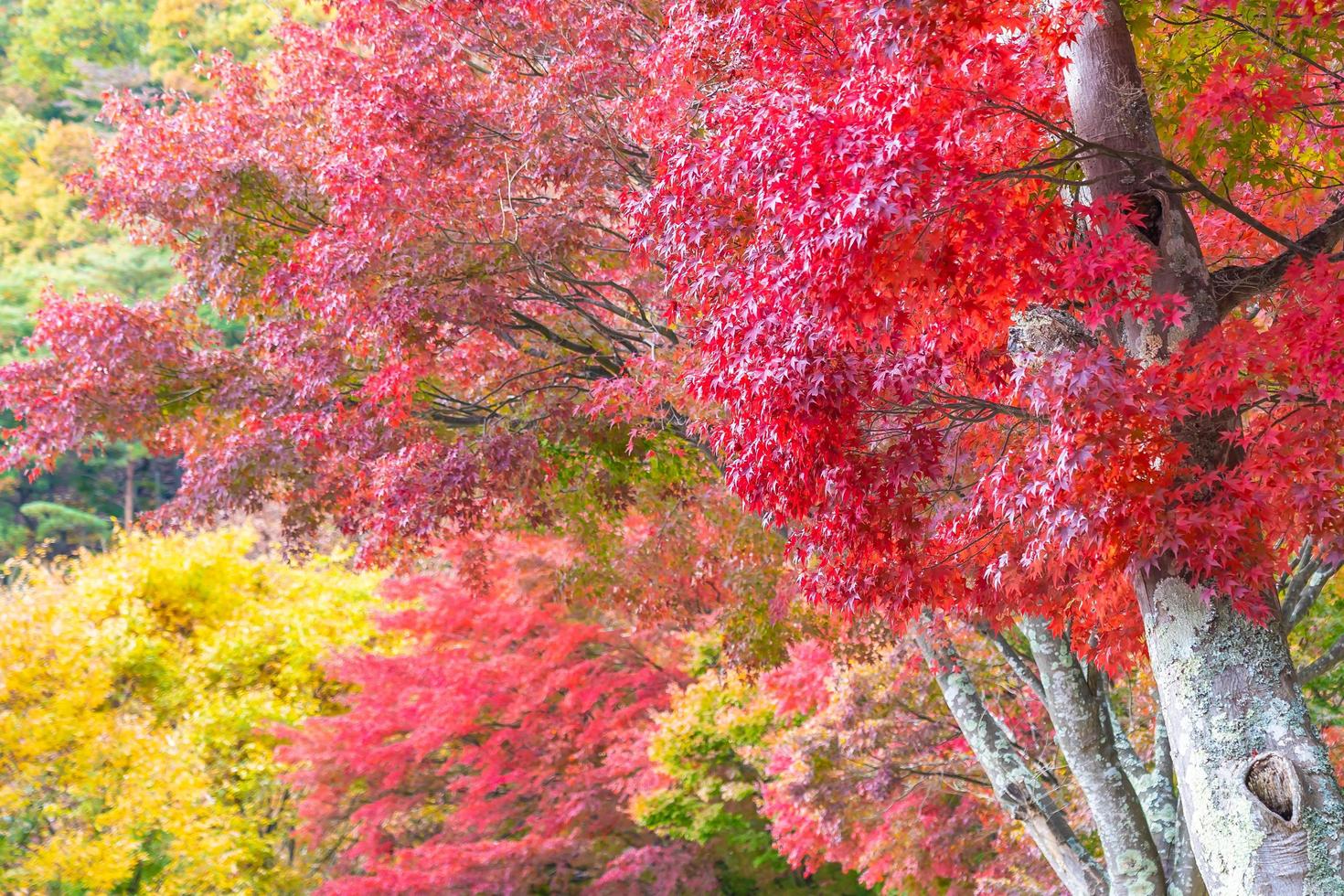 vackert lönnträd på hösten foto