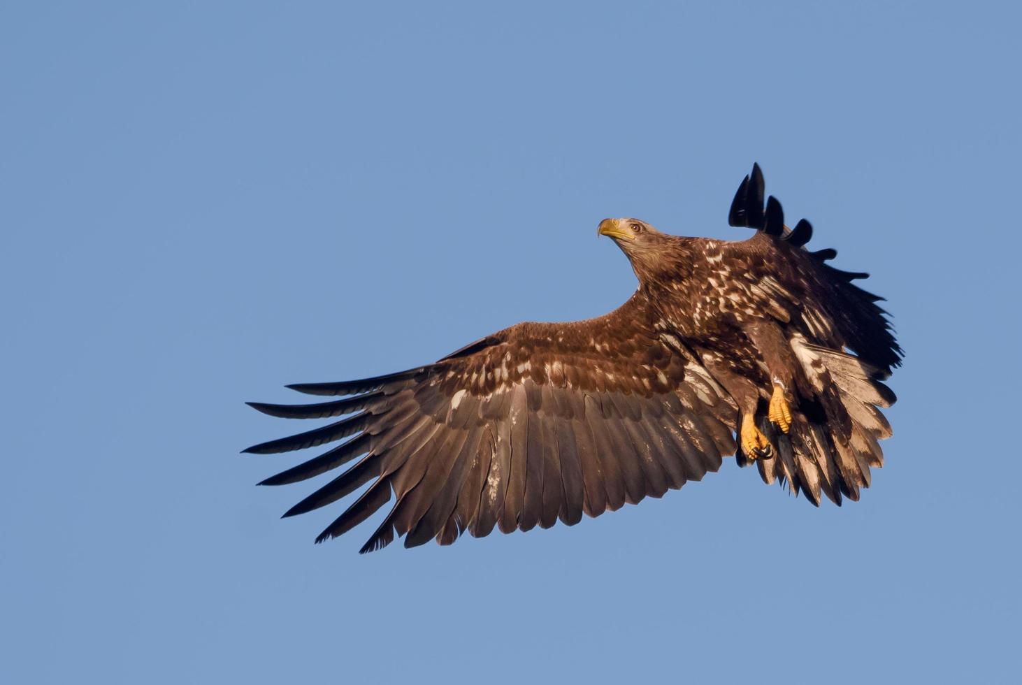 ung vitsvansad Örn - haliaeetus albicilla - gör skarp sväng i flyg medan stoppa i blå himmel foto