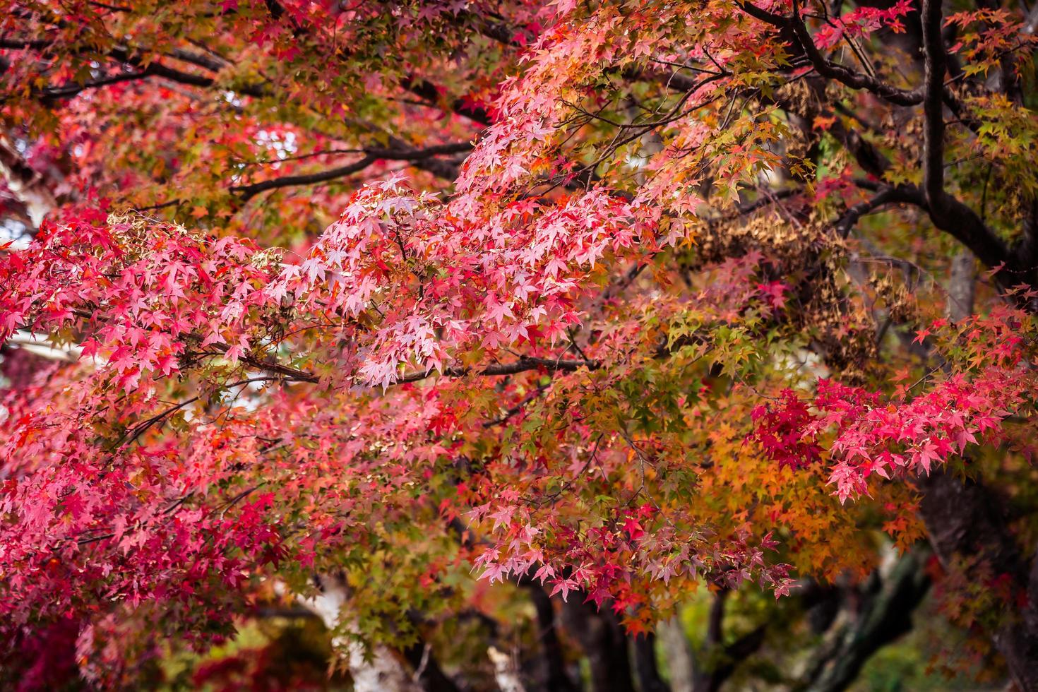 vackert lönnträd på hösten foto