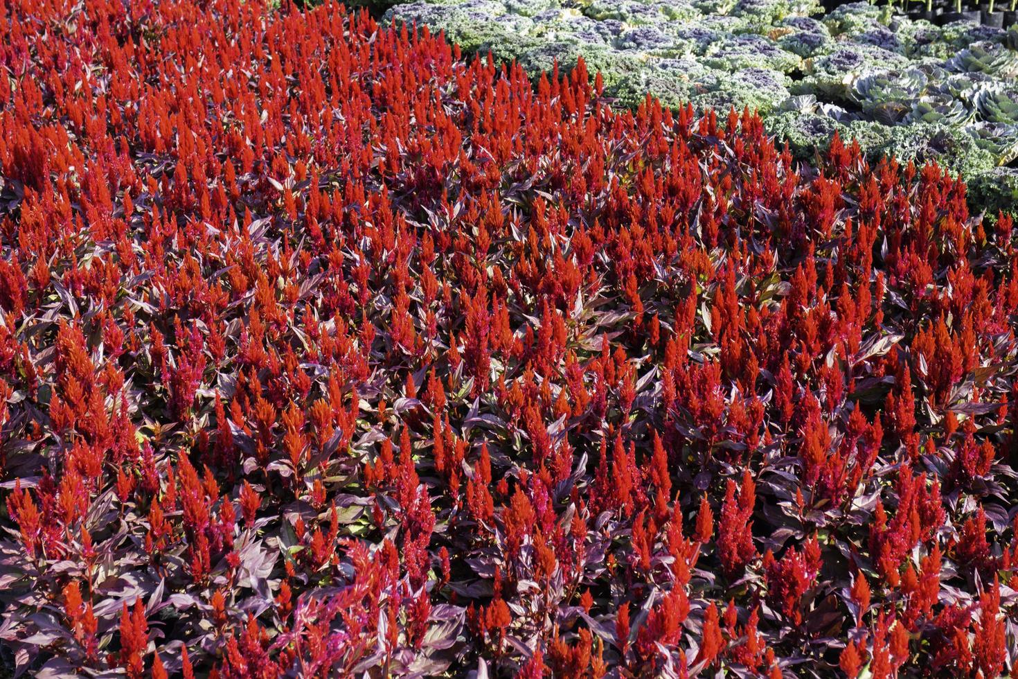 röda växter i trädgården foto