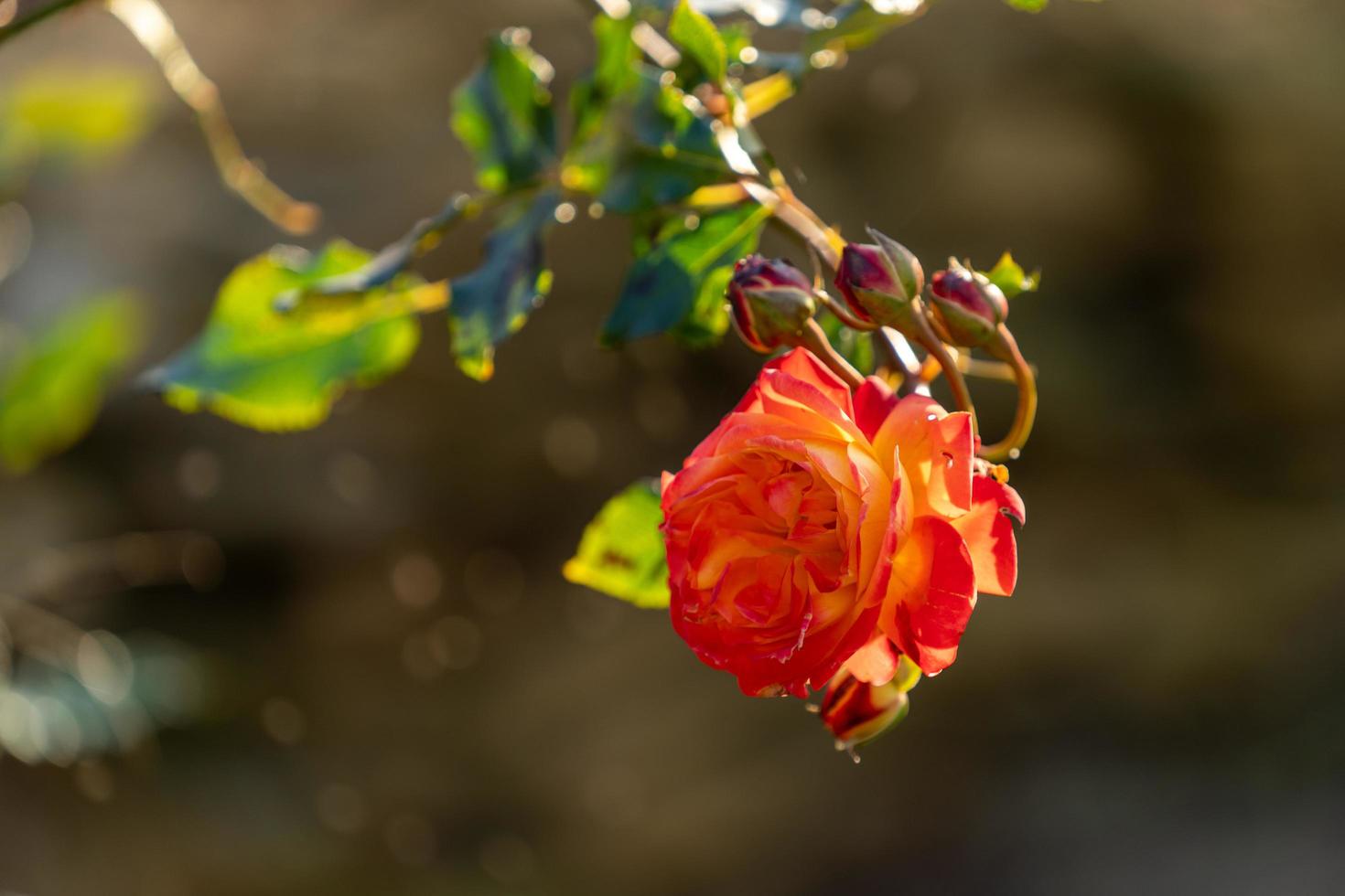 bakgrundsbelyst orange och röd ros foto