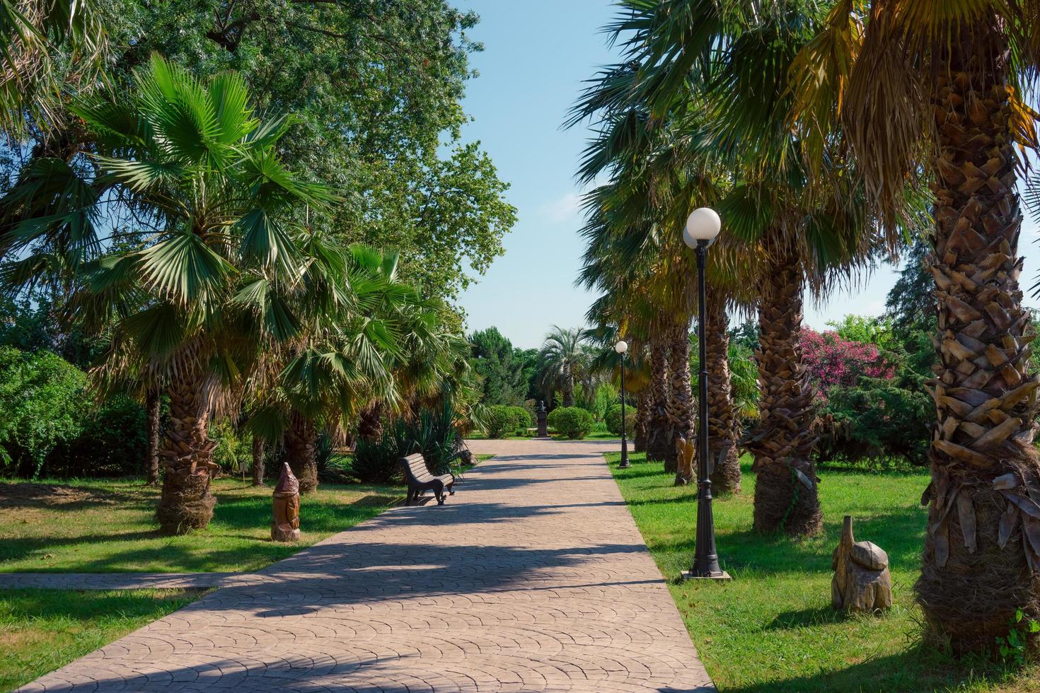 trottoaren och träd i parken av södra kulturer i sochi, ryssland foto