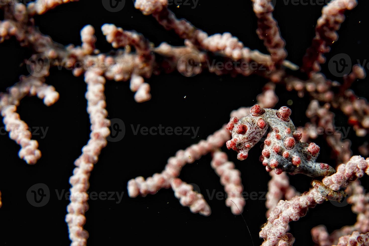 bargibanti pigmy sea häst den minsta i världen i papua foto