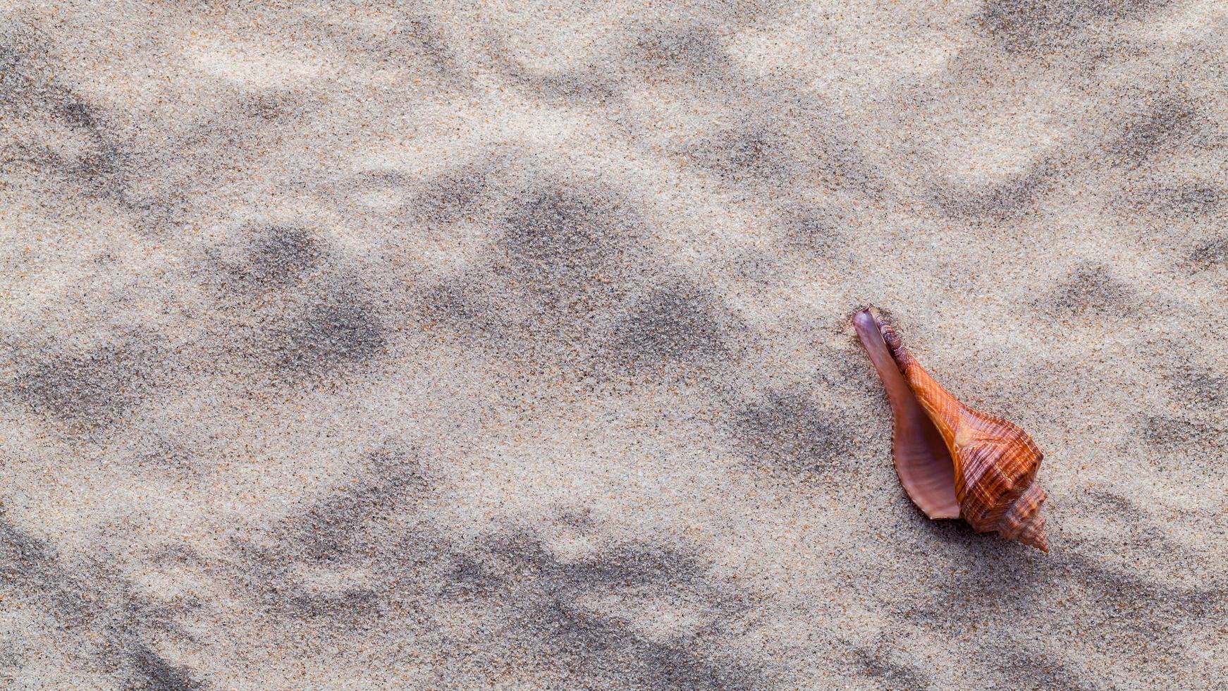 snäckskal i sand foto