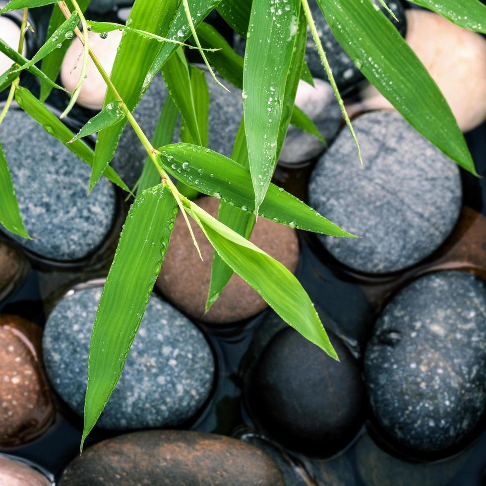 bambu blad och stenar foto