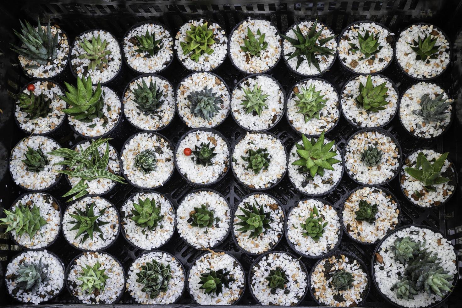 kaktusplanter foto