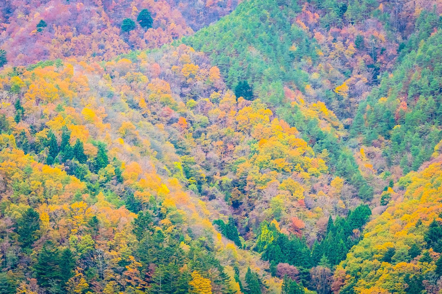 skog på ett berg på hösten foto