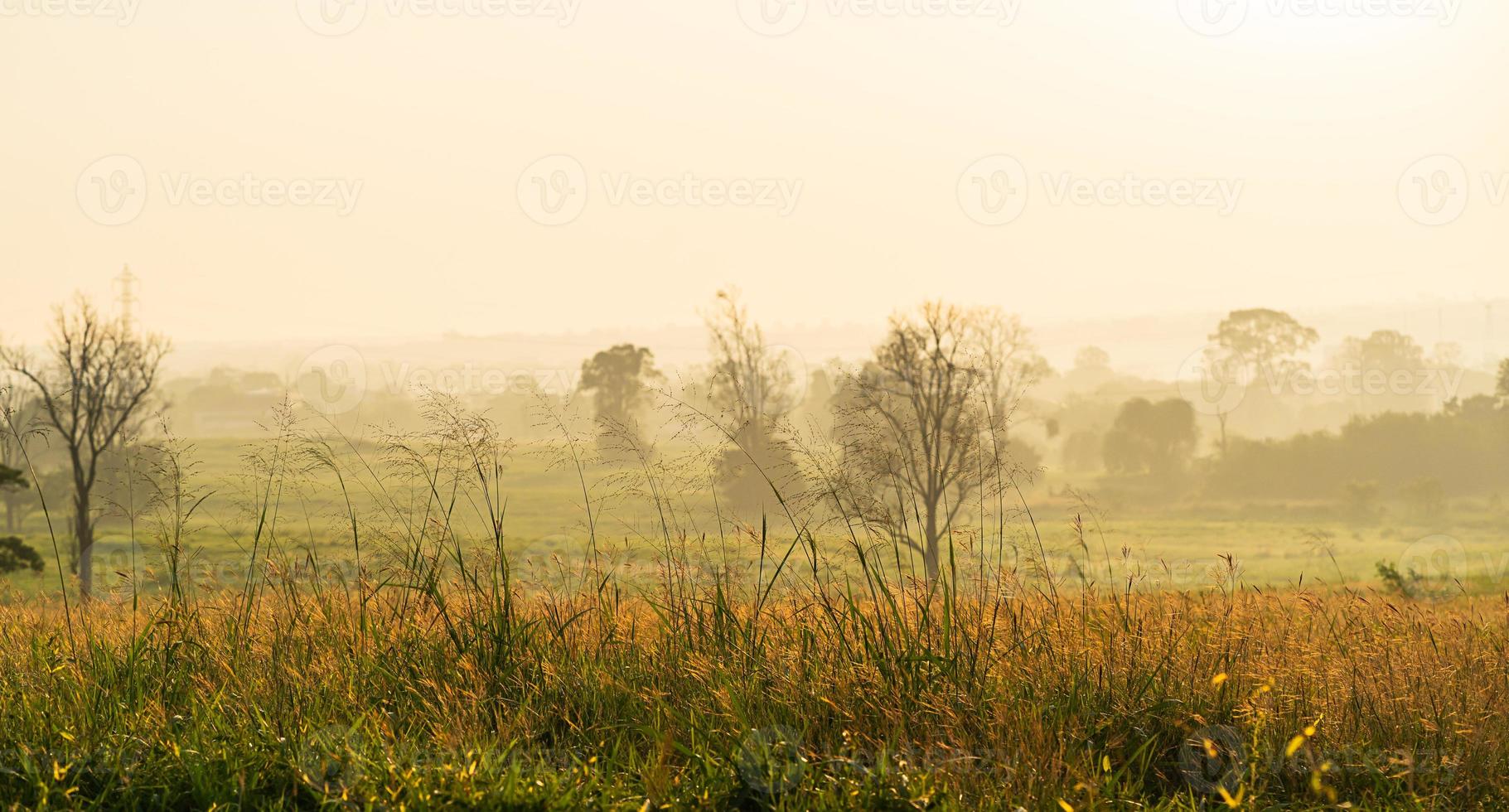 vild gräs i de morgon- soluppgång foto