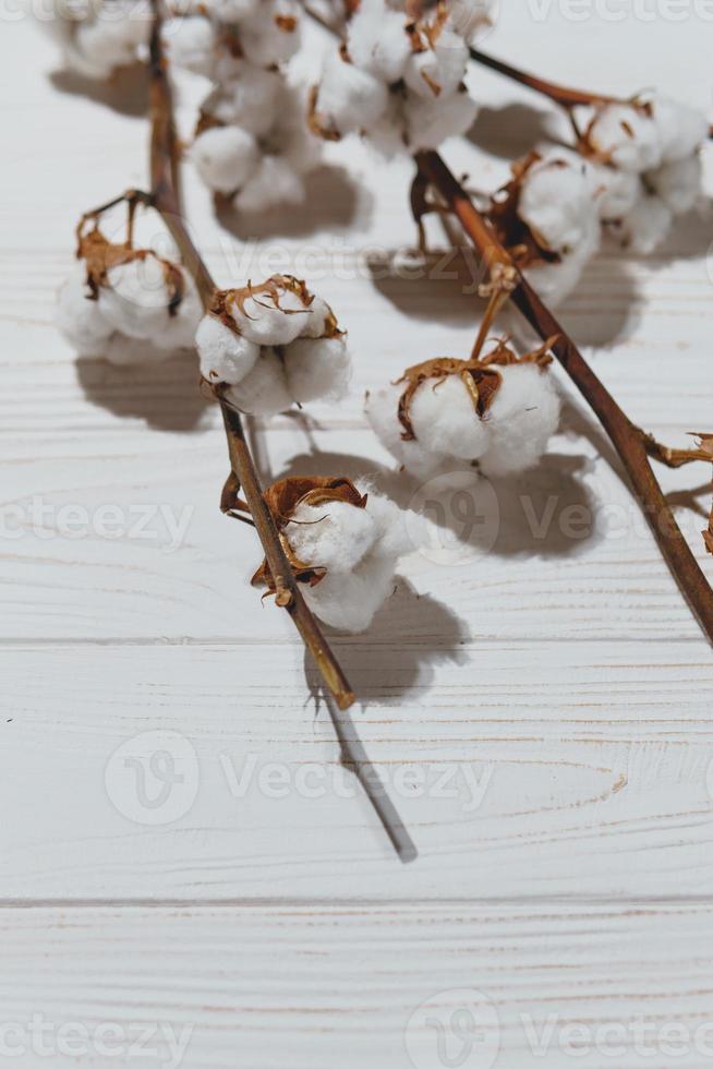 bomull gren med torr blommor, stänga upp foto