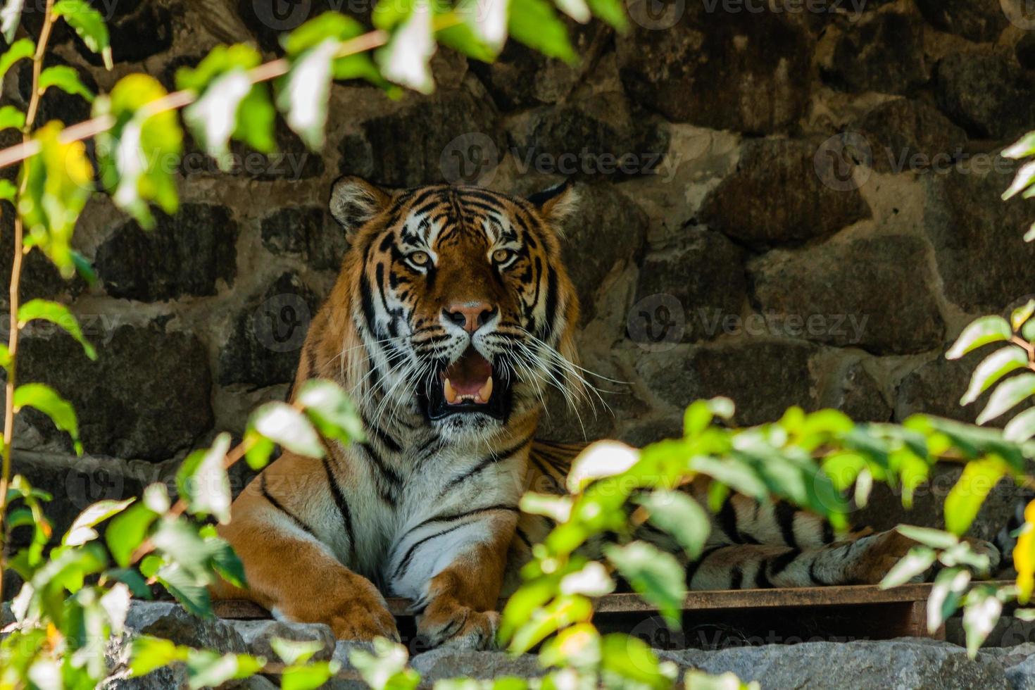 tiger vilar i de skugga stänga upp foto