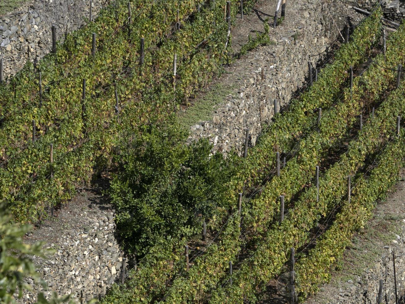 cinque terre vin vinranka ischacchetra vin foto