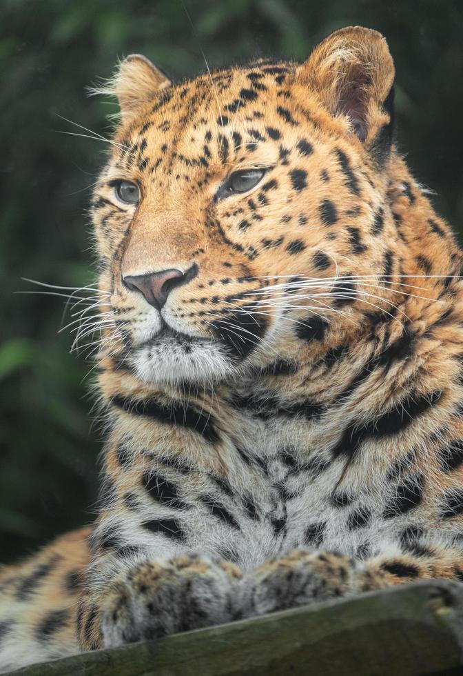 amur leopard i djurparken foto