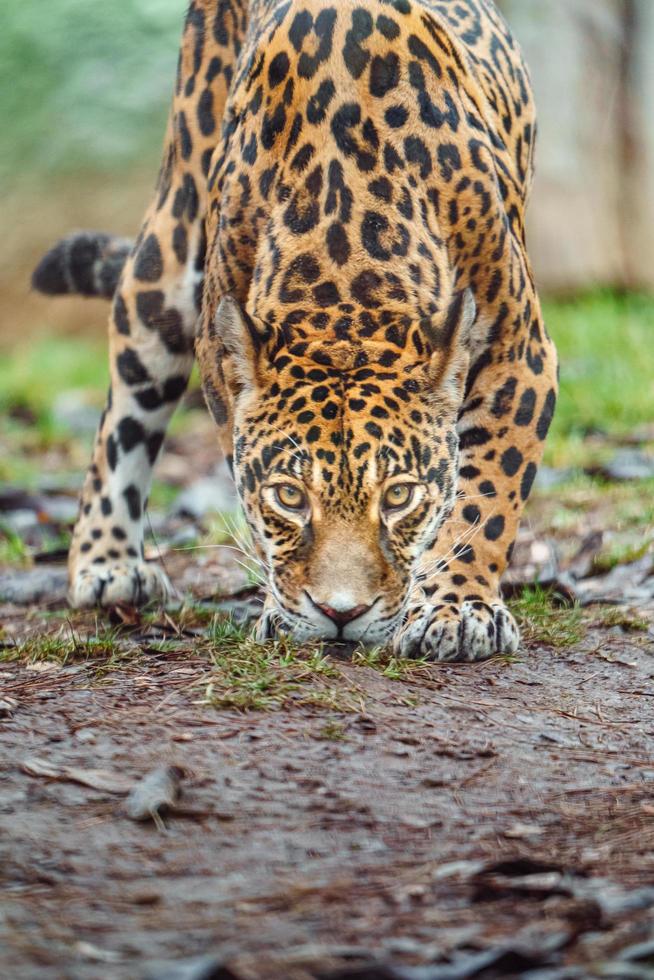 porträtt av jaguar foto