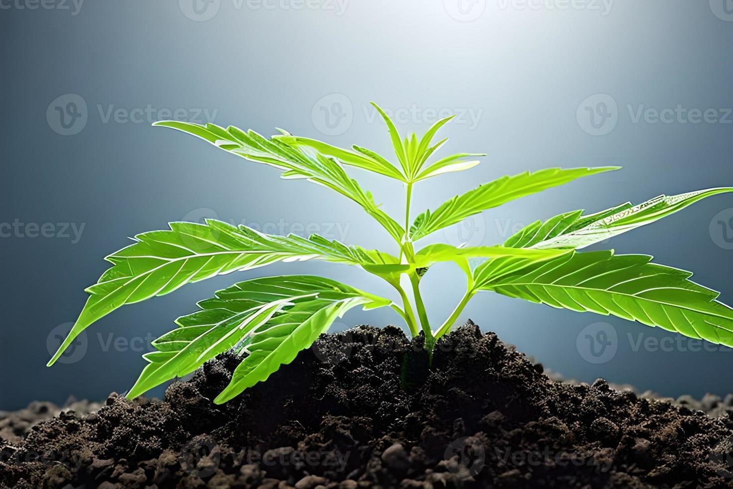 ung cannabis marijuana växt inomhus- växande på de jord isolerat på blå bakgrund. foto