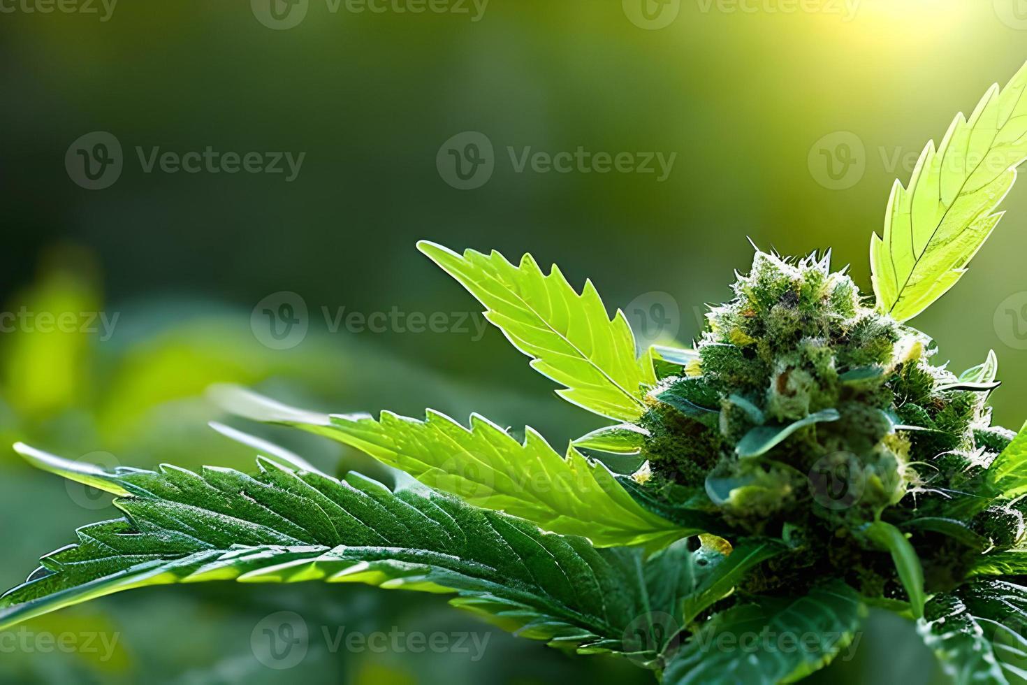 cannabis blomma och knoppar topp av de växt. stänga upp och makro marijuana växt. foto