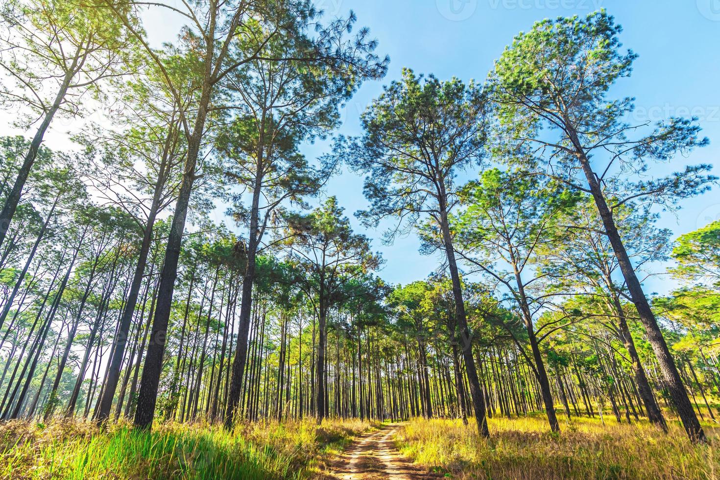 tall skog i sommar på sväng salaeng luang nationell parkera, thailand. foto