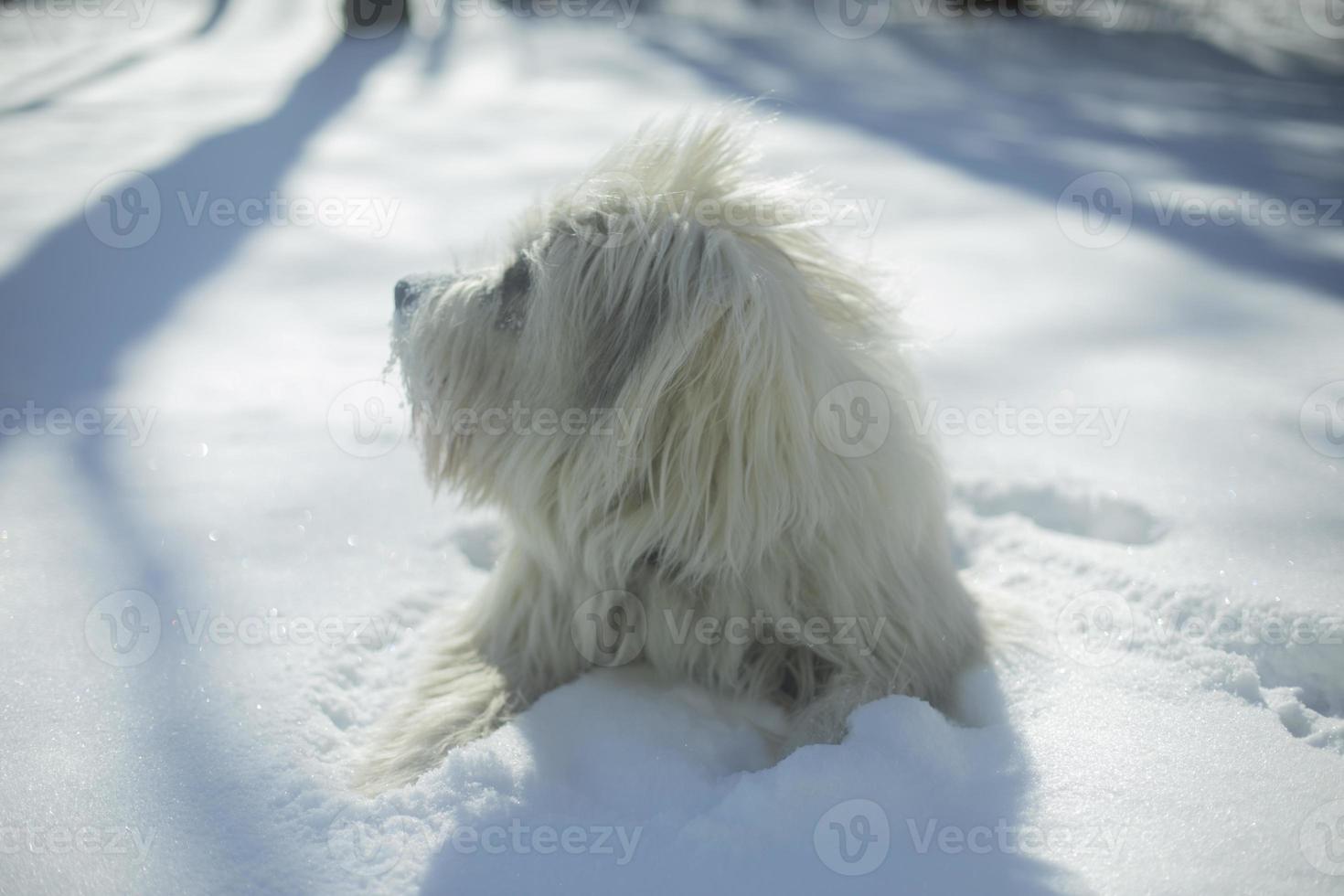 hund i snö. vit täcka i hund. sällskapsdjur promenader i vinter. foto