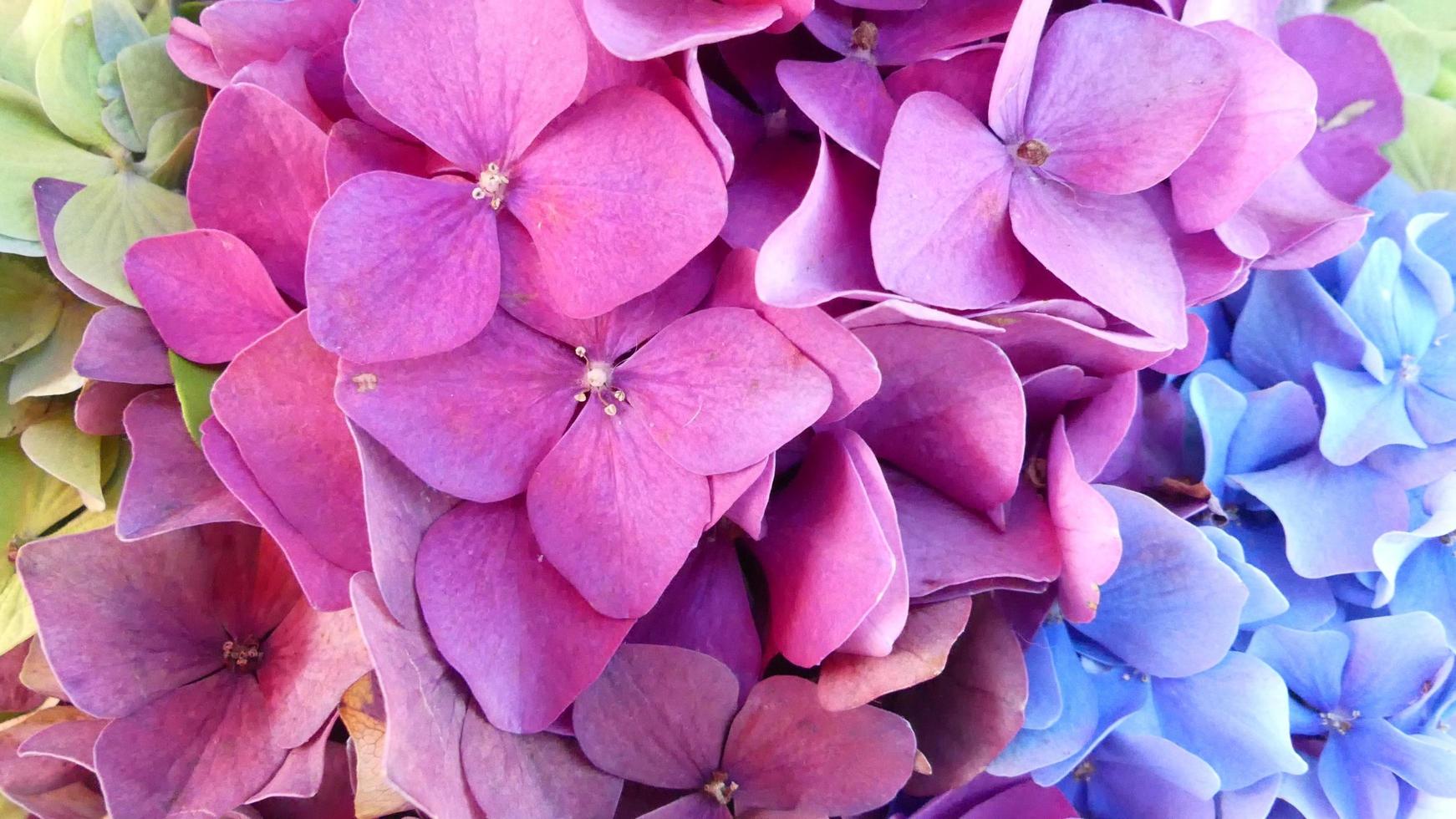 blå, rosa och gula hortensior foto