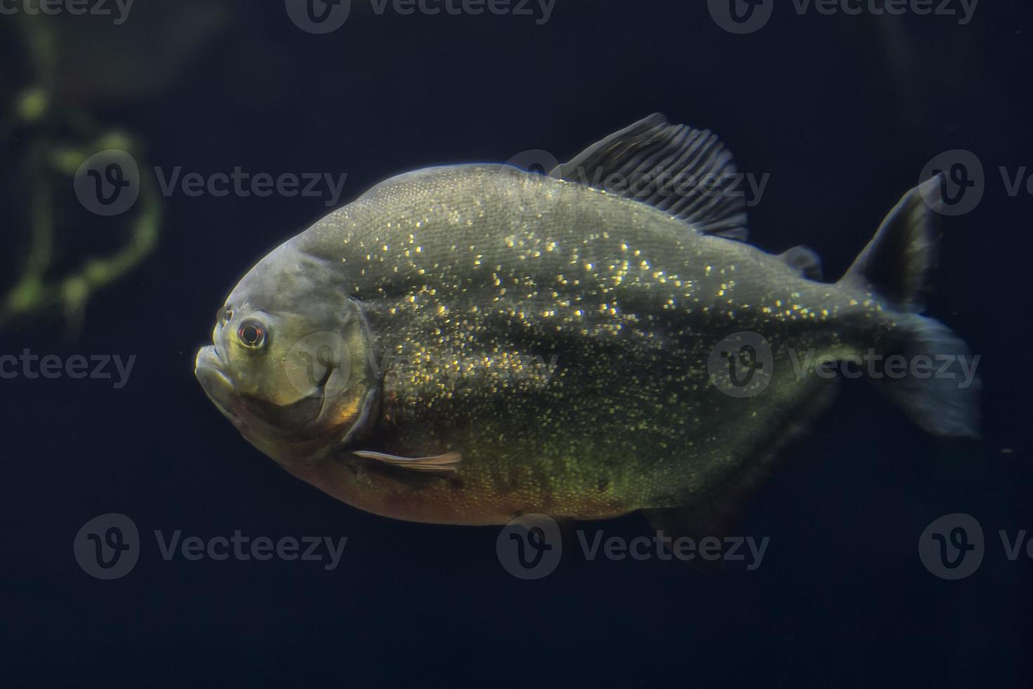 piranha fisk detalj foto