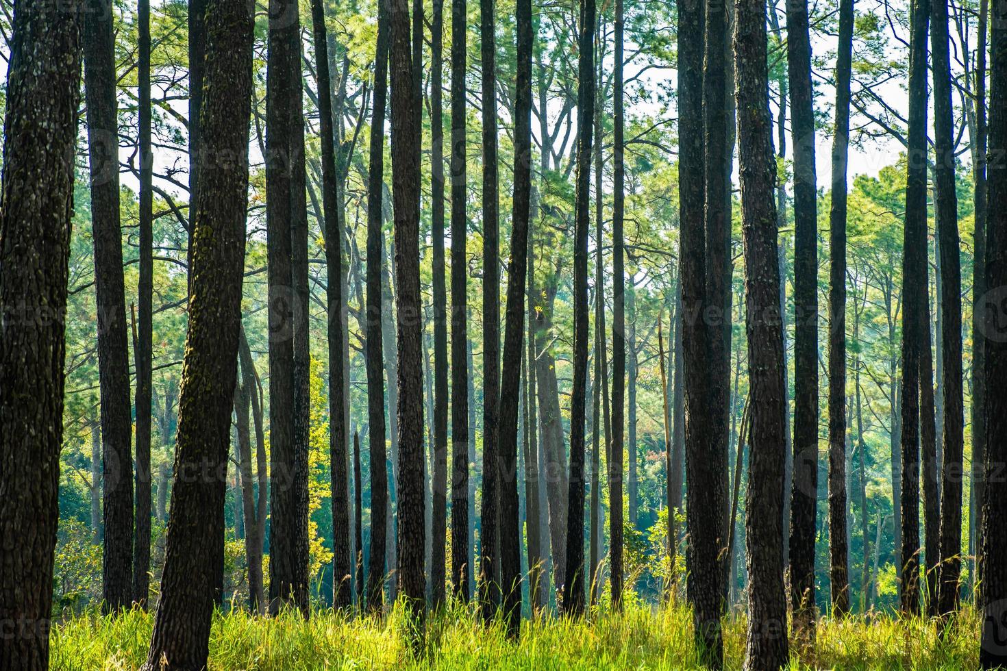 tall skog i sommar på sväng salaeng luang nationell parkera, thailand. foto