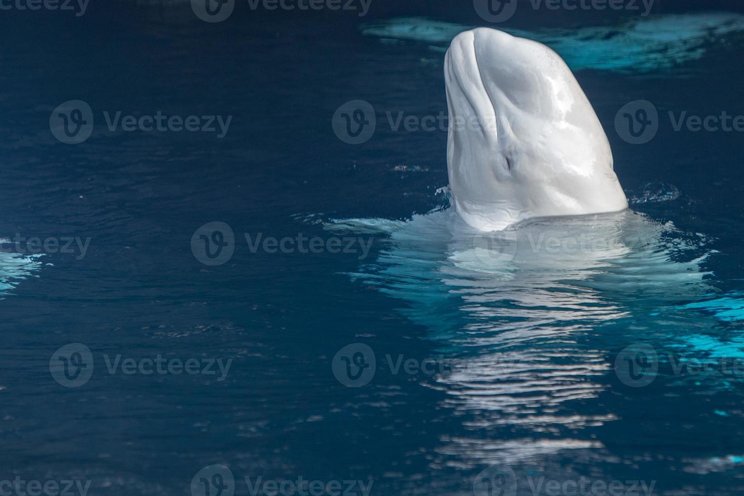 beluga val vit delfin porträtt foto