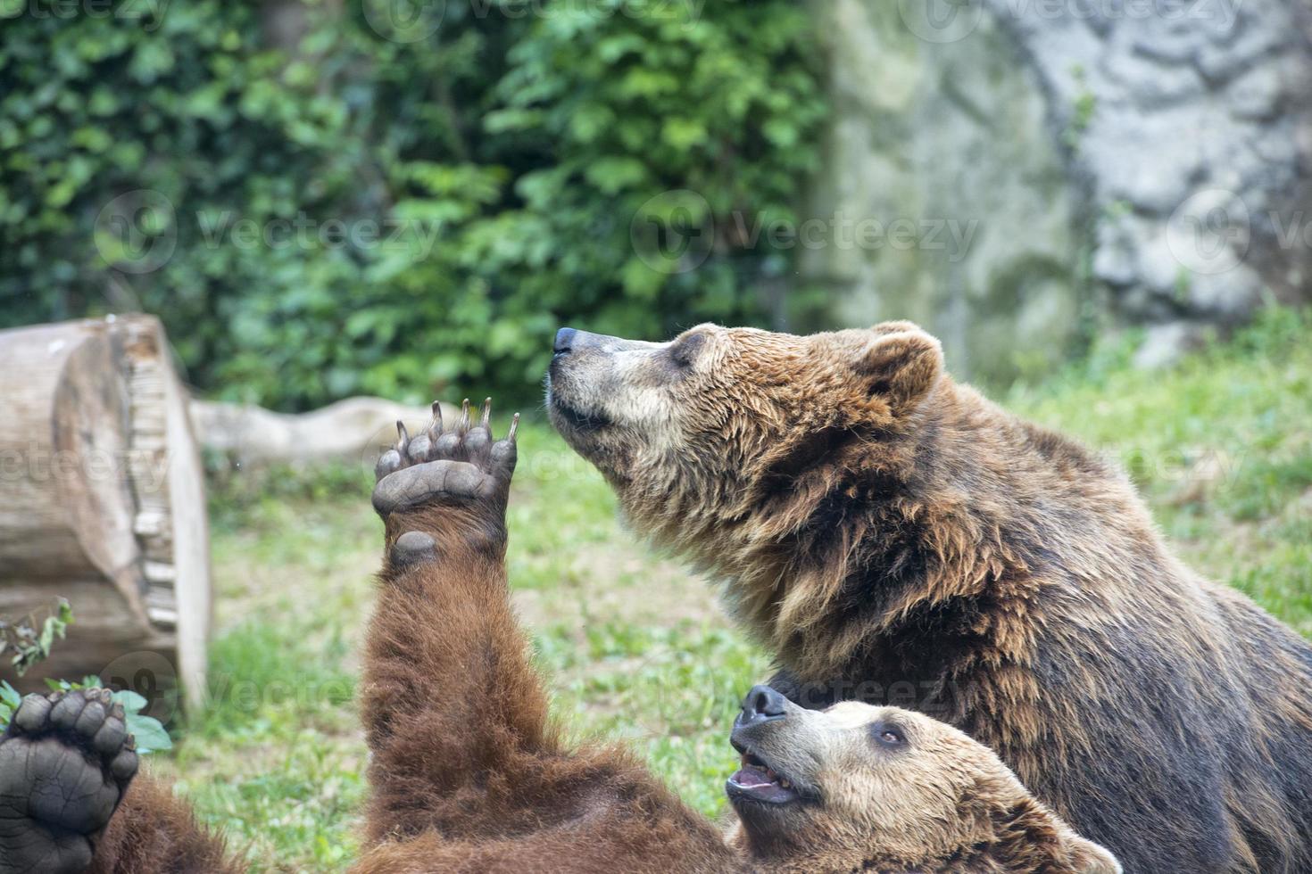 brun grizzly björnar foto